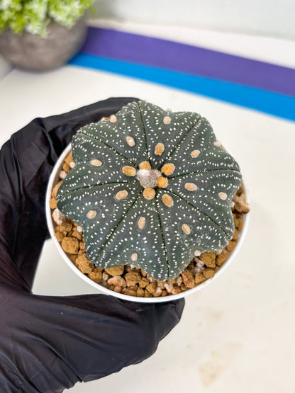 Astrophytum Star Shape (at3) (p7) | Very Rare Cactus