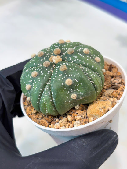 Astrophytum 5-Rib (T11) (y3) | Imported From Taiwan