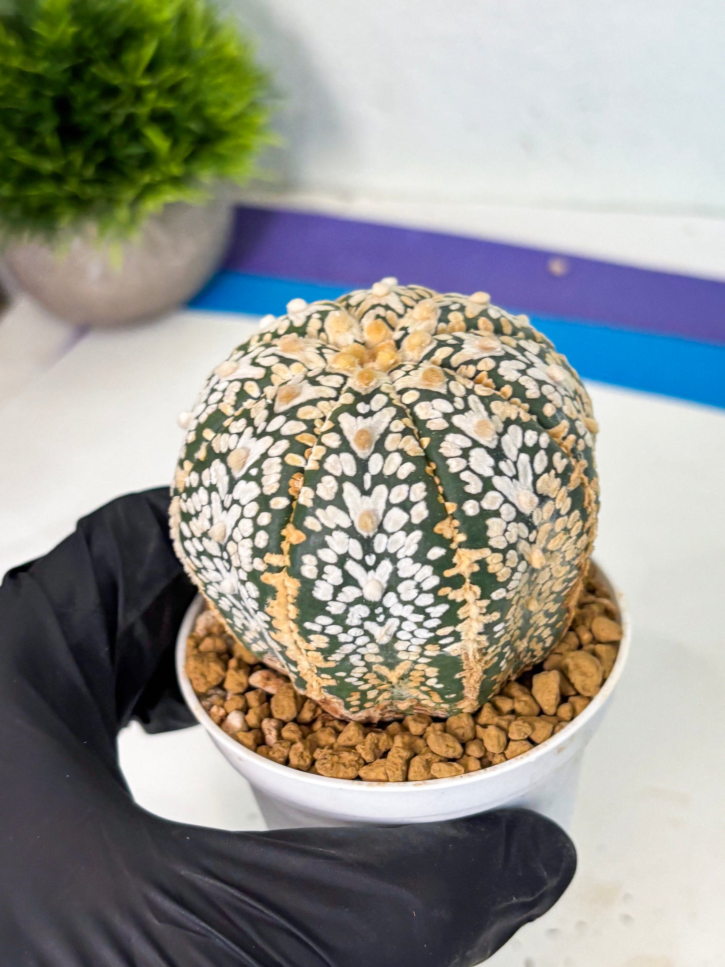 Astrophytum V-Type (at6) (y7) | Rare Star Cactus