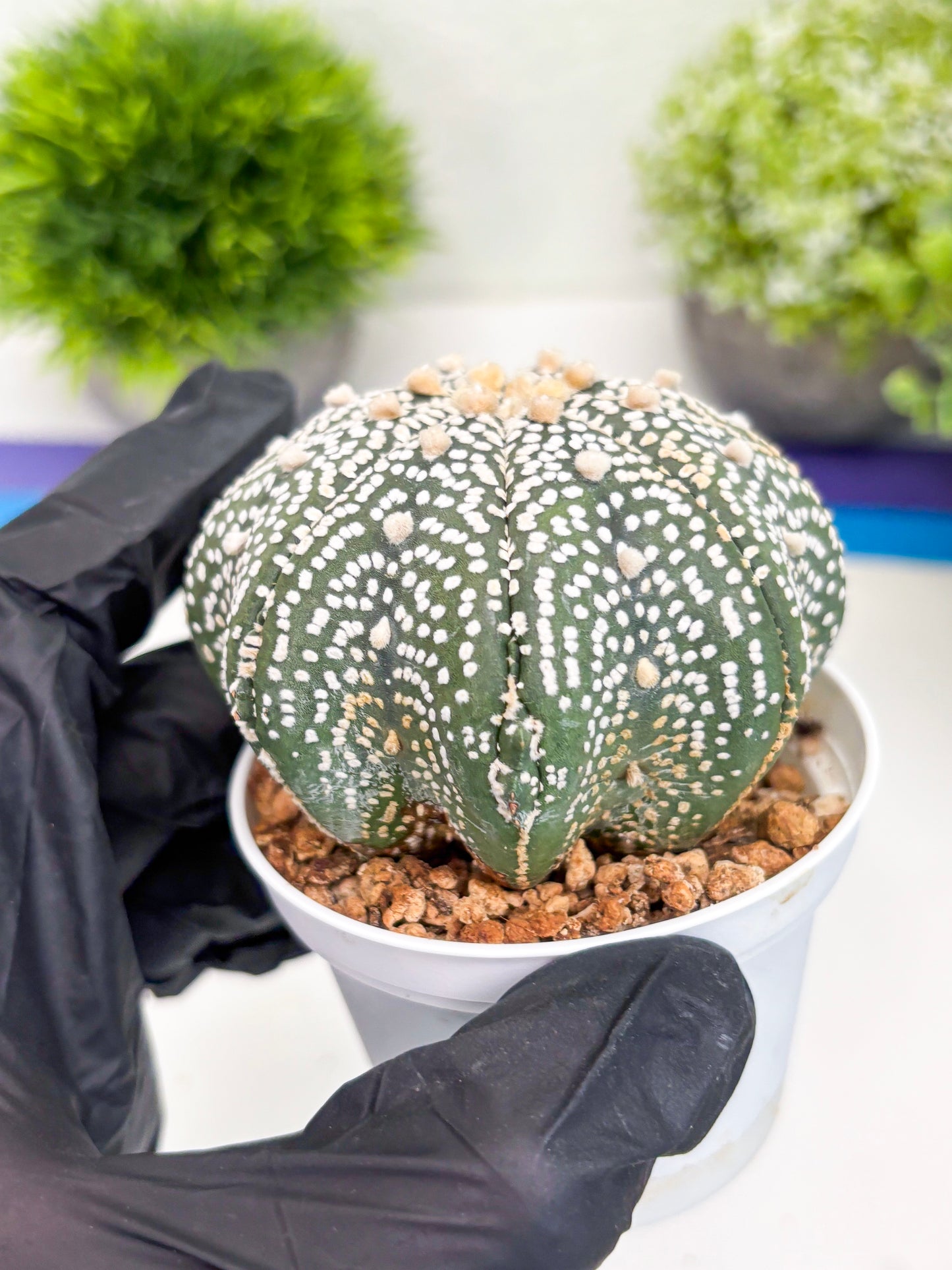 Astrophytum Super Kabuto (t7) (b5) | Imported Plants | 3" Pot