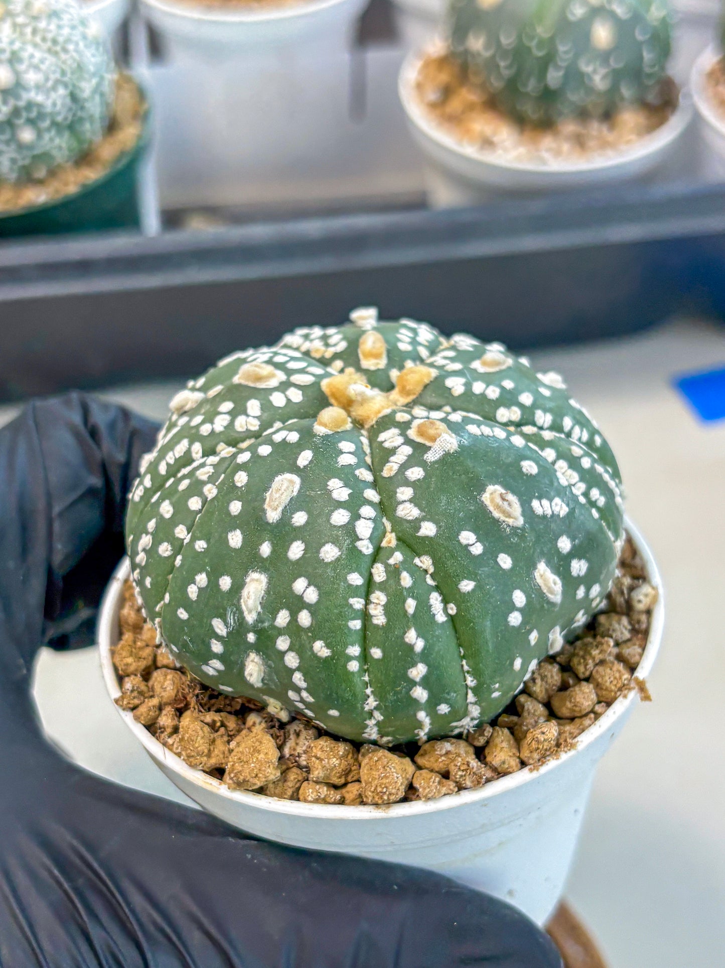 Astrophytum 5-Ribs (at7) (b4) | Living Rocks