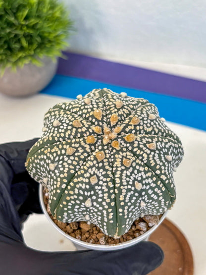 Astrophytum Super Kabuto (at10) (13) | sand dollar cactus