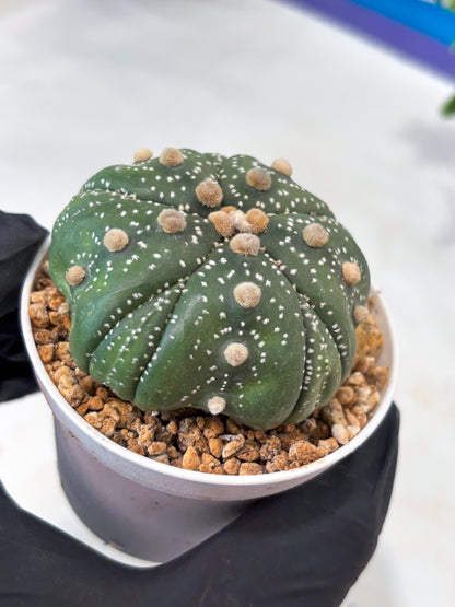 Astrophytum 5-Rib (T11) (y3) | Imported From Taiwan