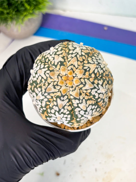 Astrophytum V-Type (at6) (y7) | Rare Star Cactus