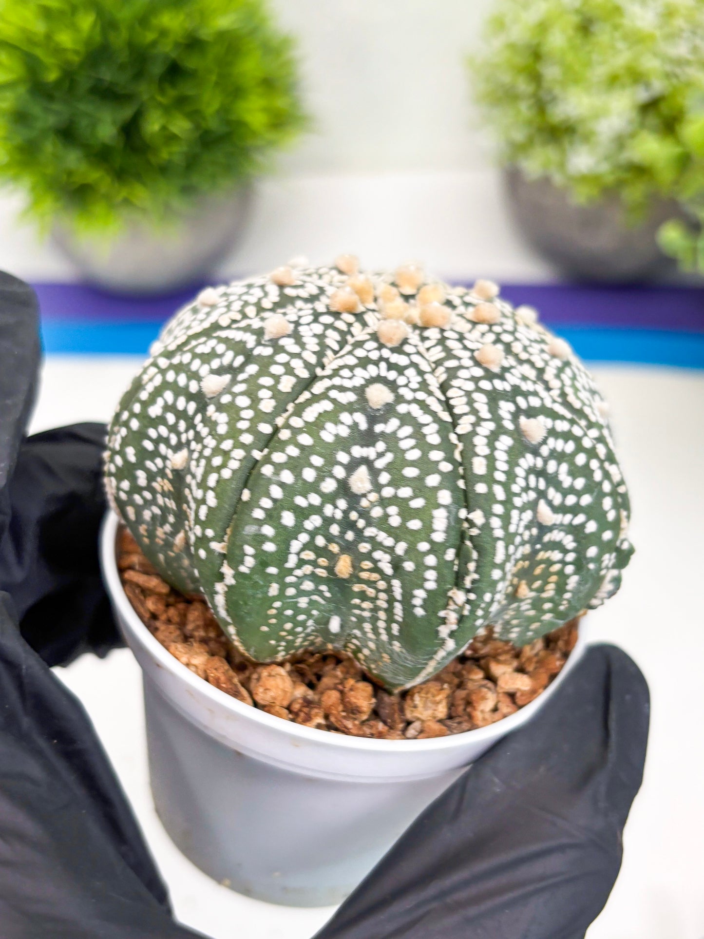 Astrophytum Super Kabuto (t7) (b5) | Imported Plants | 3" Pot