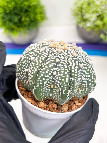 Astrophytum Super Kabuto (t7) (b5) | Imported Plants | 3" Pot