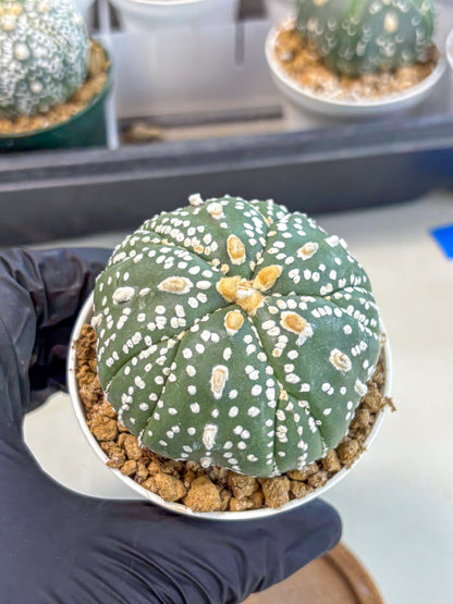 Astrophytum 5-Ribs (at7) (b4) | Living Rocks