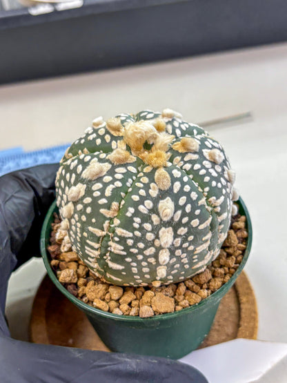 Astrophytum Fukuryu (at8) (13) | Rare Plant | Succulent Cactus
