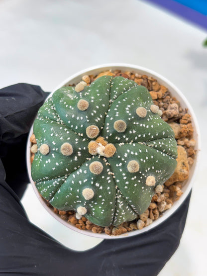 Astrophytum 5-Rib (T11) (y3) | Imported From Taiwan