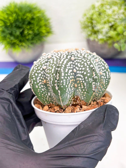 Astrophytum Super Kabuto (t7) (b4) | Imported Plants | 3" Pot