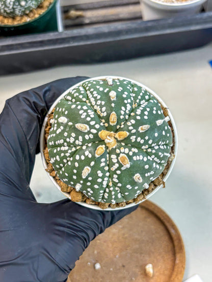 Astrophytum 5-Ribs (at7) (b4) | Living Rocks