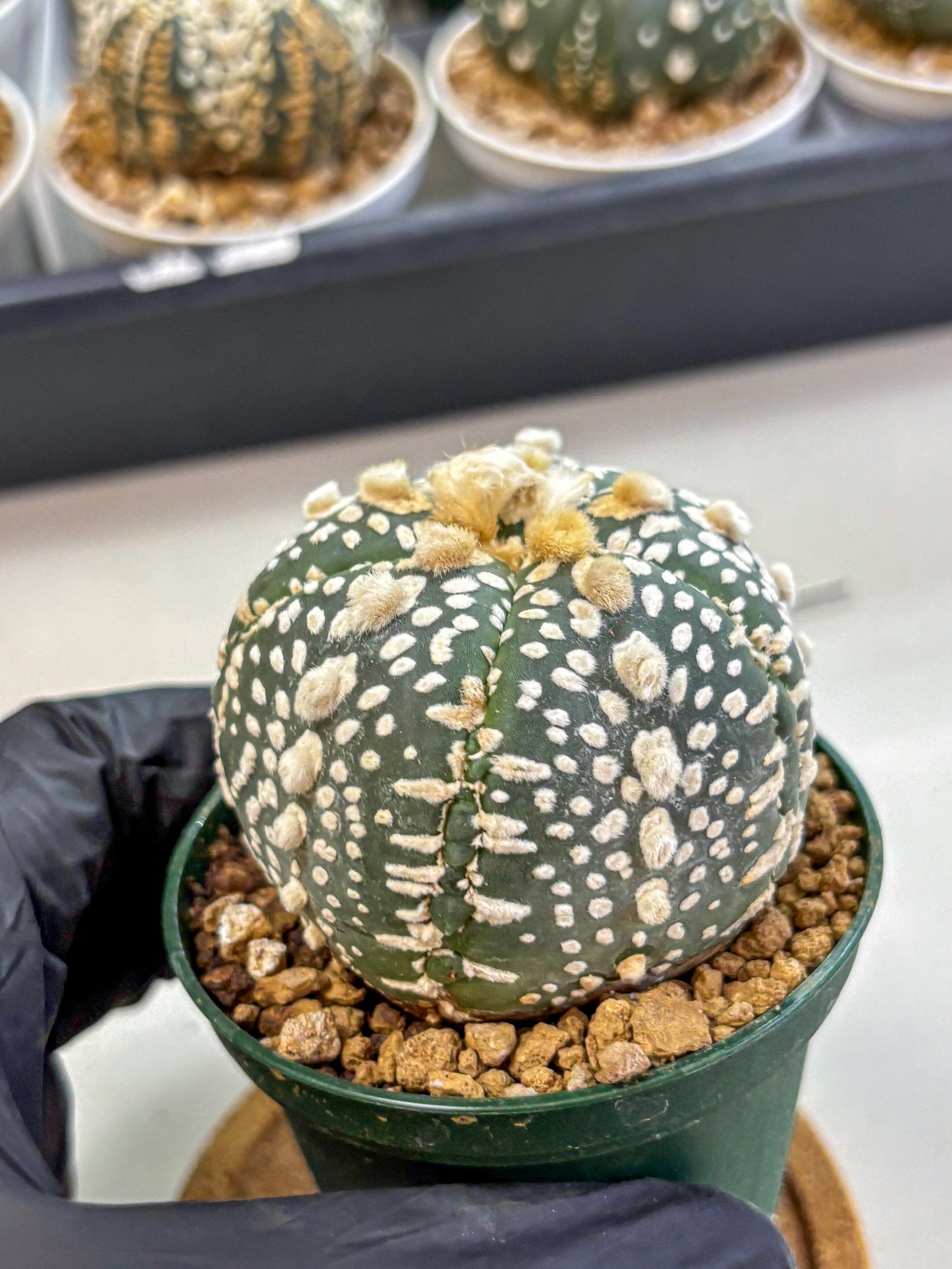 Astrophytum Fukuryu (at8) (13) | Rare Plant | Succulent Cactus