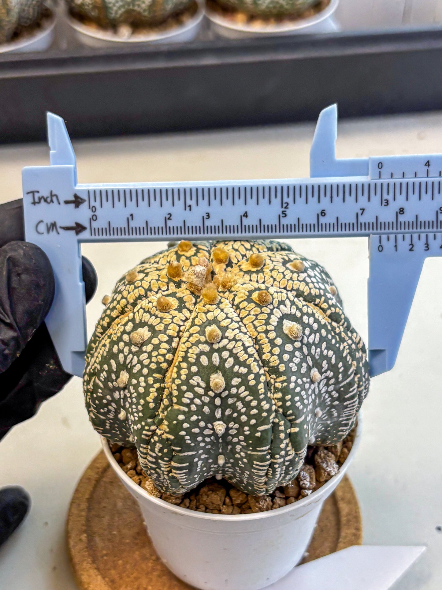 Astrophytum Super Kabuto (at10) (14) | sand dollar cactus