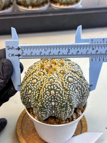 Astrophytum Super Kabuto (at10) (14) | sand dollar cactus
