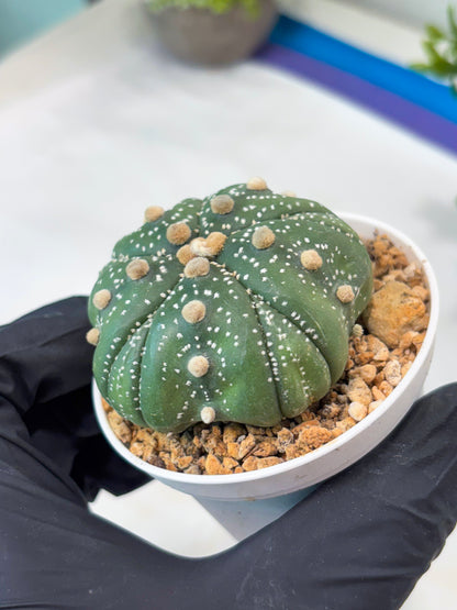 Astrophytum 5-Rib (T11) (y3) | Imported From Taiwan