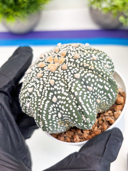 Astrophytum Super Kabuto (t7) (b5) | Imported Plants | 3" Pot