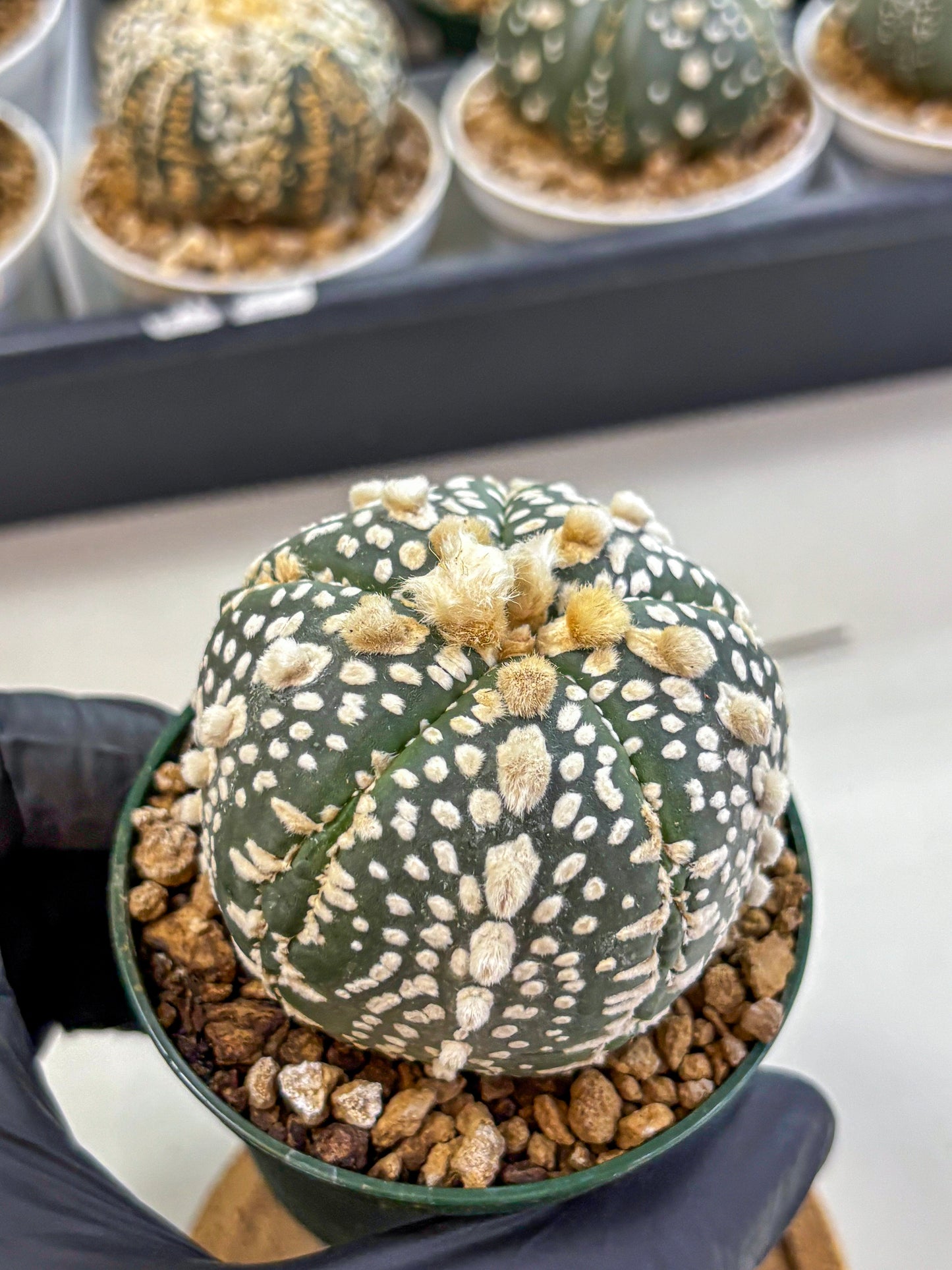 Astrophytum Fukuryu (at8) (13) | Rare Plant | Succulent Cactus