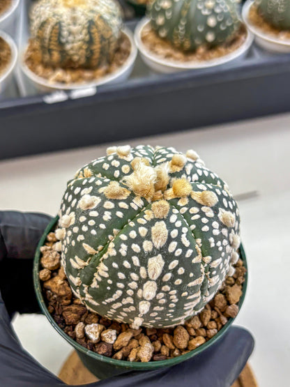 Astrophytum Fukuryu (at8) (13) | Rare Plant | Succulent Cactus