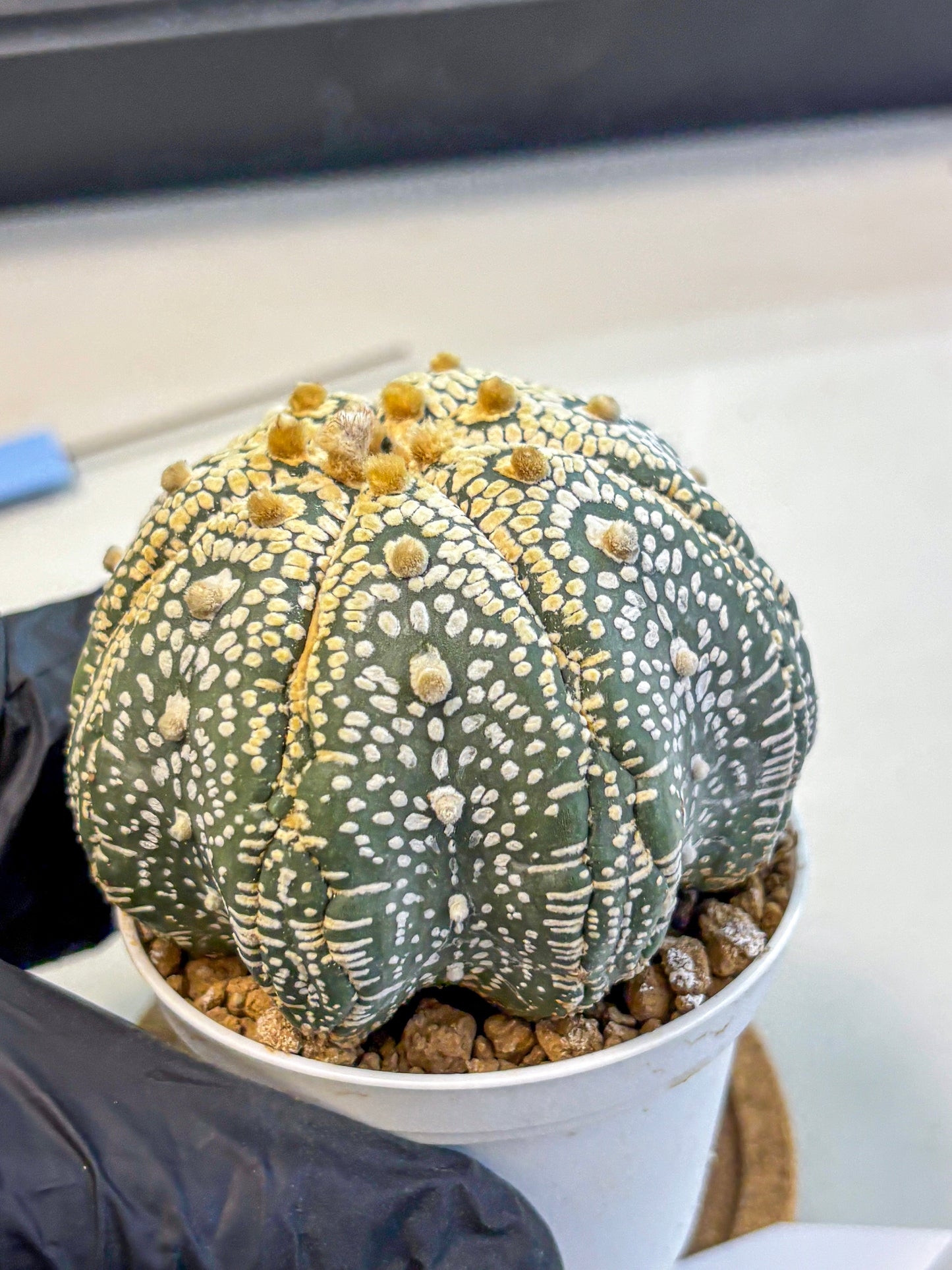 Astrophytum Super Kabuto (at10) (14) | sand dollar cactus