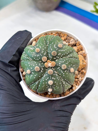 Astrophytum 5-Rib (T11) (y3) | Imported From Taiwan