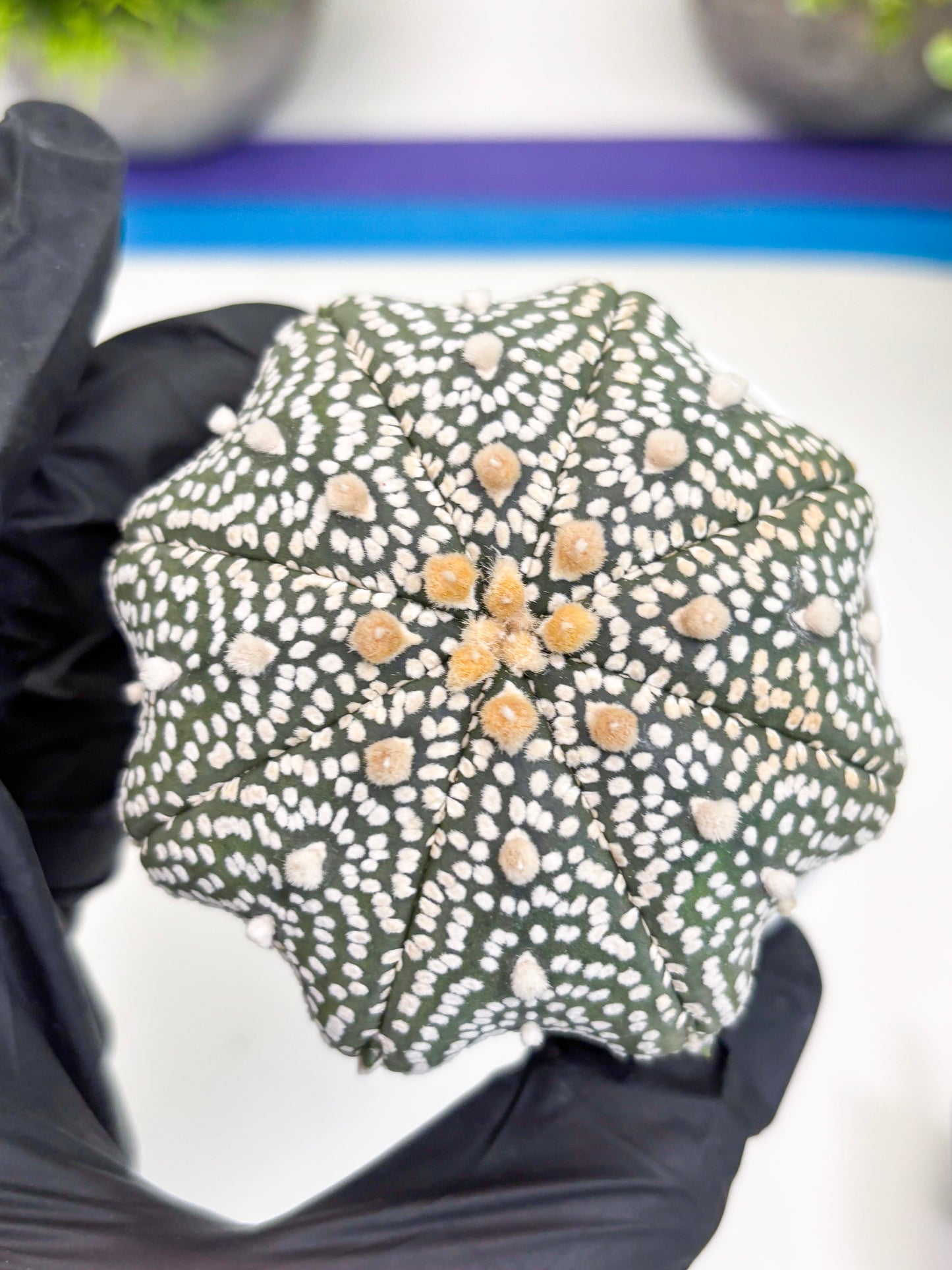 Astrophytum Super Kabuto (t7) (b4) | Imported Plants | 3" Pot