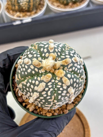 Astrophytum Fukuryu (at8) (13) | Rare Plant | Succulent Cactus