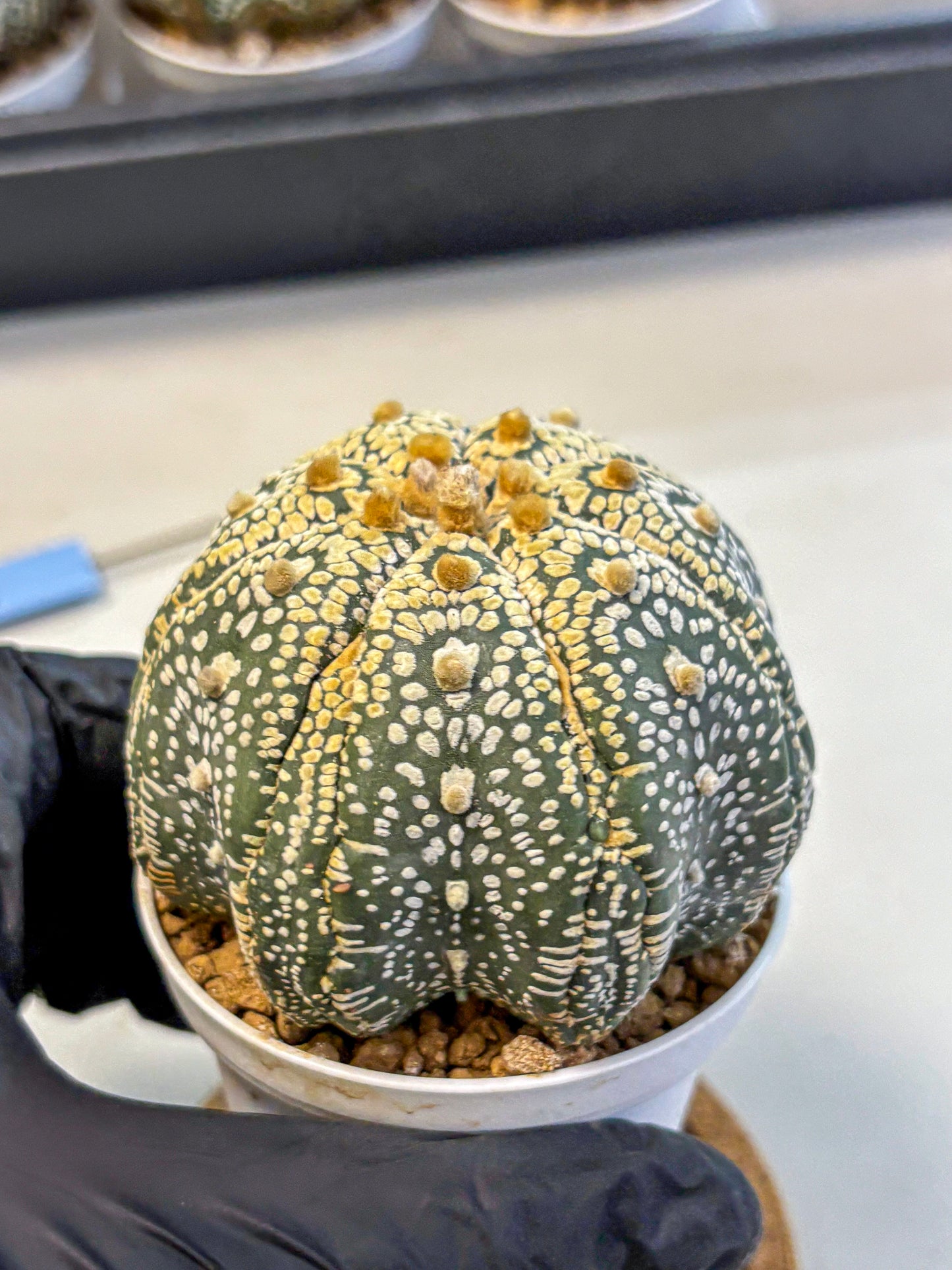 Astrophytum Super Kabuto (at10) (14) | sand dollar cactus
