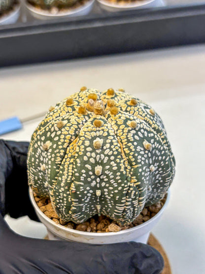 Astrophytum Super Kabuto (at10) (14) | sand dollar cactus