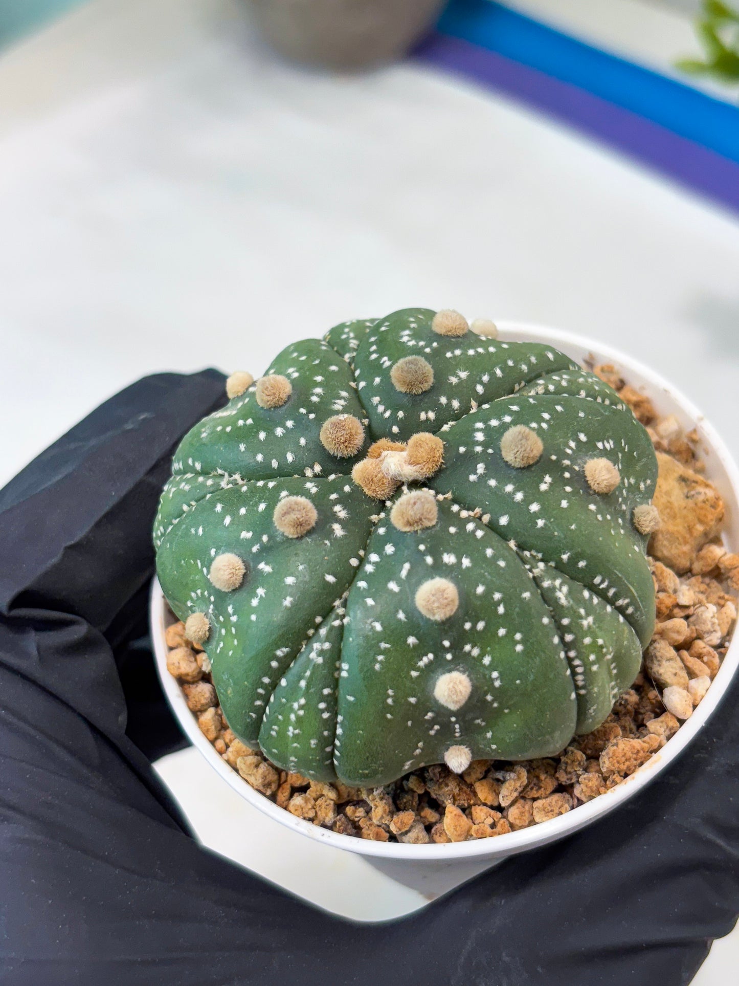 Astrophytum 5-Rib (T11) (y3) | Imported From Taiwan