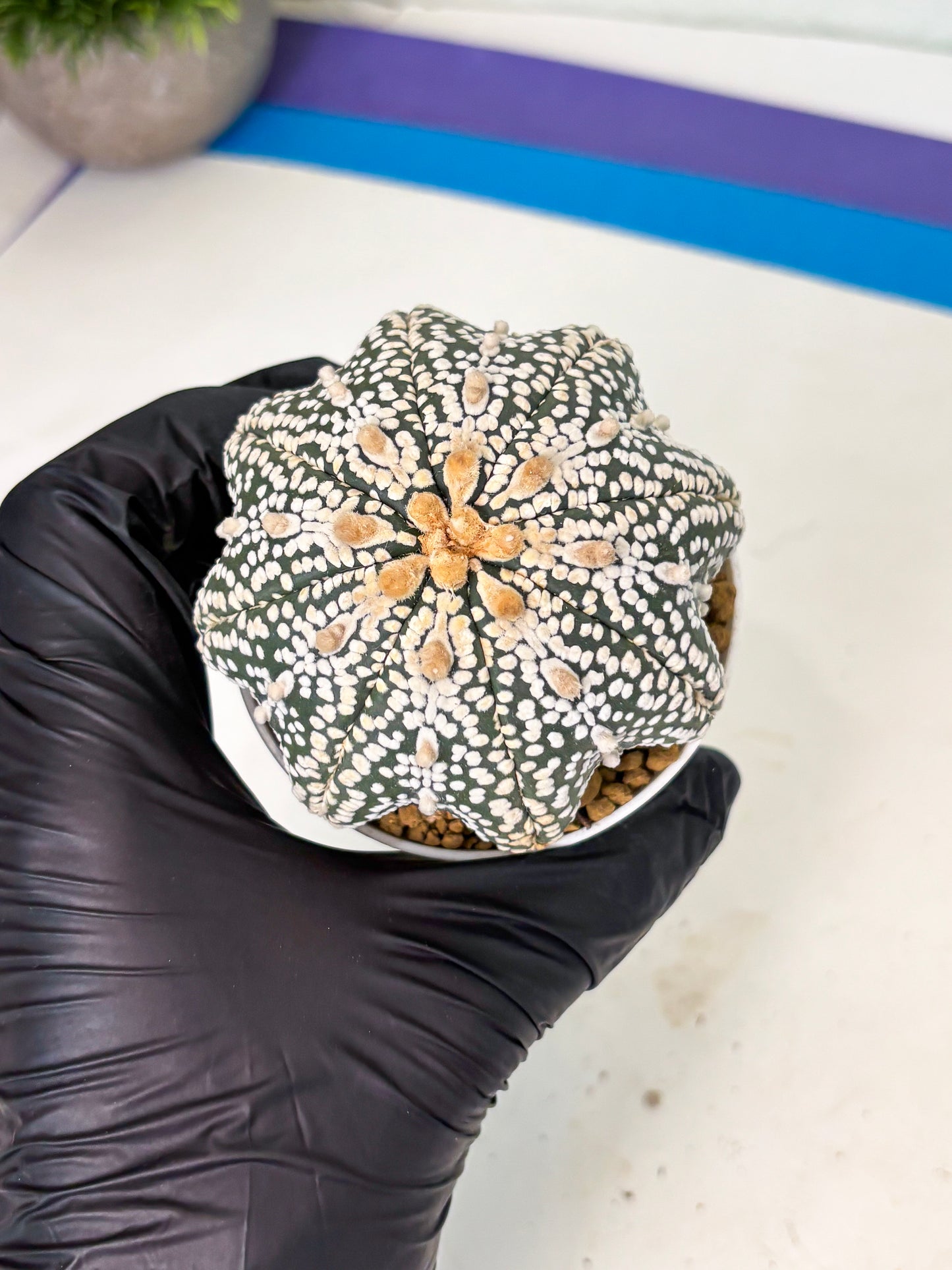 Astrophytum Star Shape (at4) (g5) | Imported Plant
