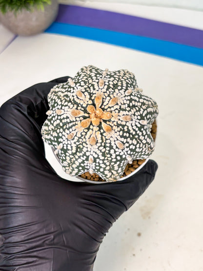 Astrophytum Star Shape (at4) (g5) | Imported Plant