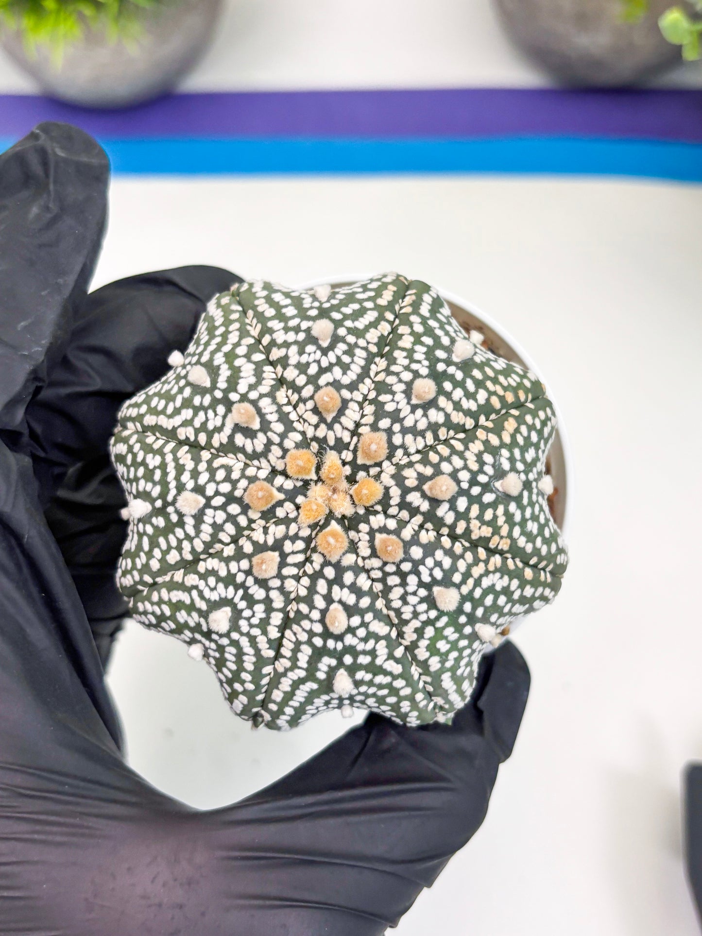 Astrophytum Super Kabuto (t7) (b4) | Imported Plants | 3" Pot