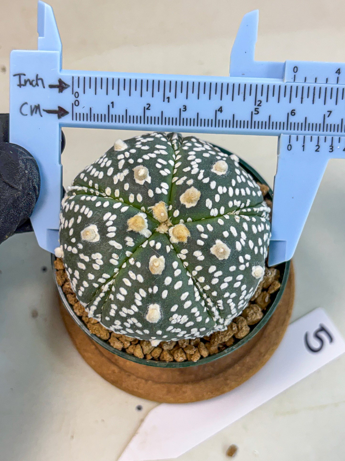 Astrophytum 5-Ribs (at7) (b5) | Living Rocks