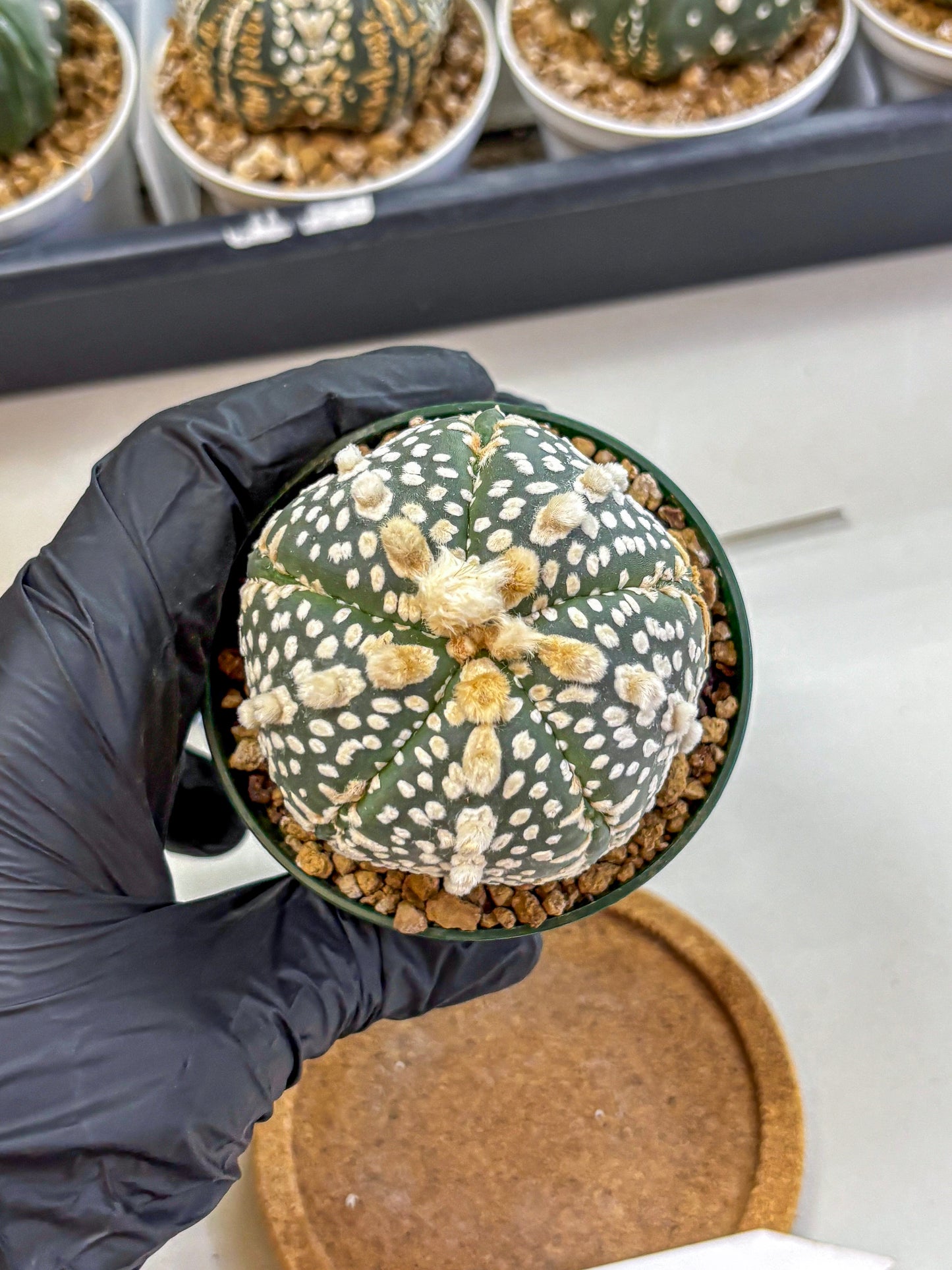 Astrophytum Fukuryu (at8) (13) | Rare Plant | Succulent Cactus