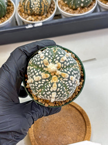 Astrophytum Fukuryu (at8) (13) | Rare Plant | Succulent Cactus