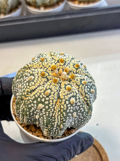Astrophytum Super Kabuto (at10) (14) | sand dollar cactus
