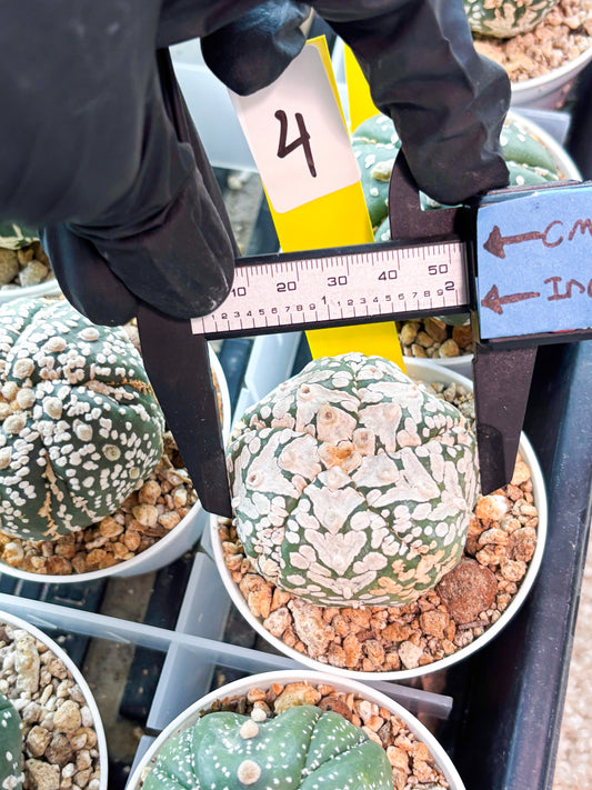 Astrophytum 5-Rib (T11) (y4) | Imported From Taiwan