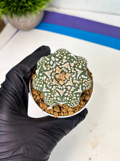 Astrophytum Star Shape (at4) (g3) | Imported Plant