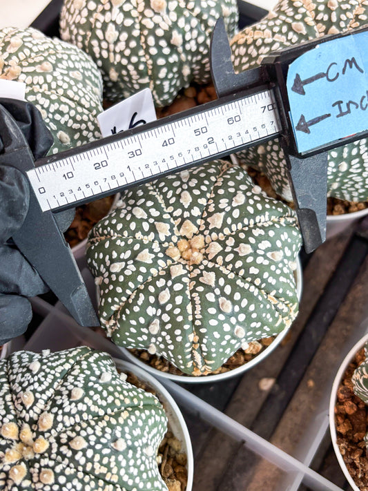 Astrophytum Super Kabuto (t7) (b6) | Imported Plants | 3" Pot