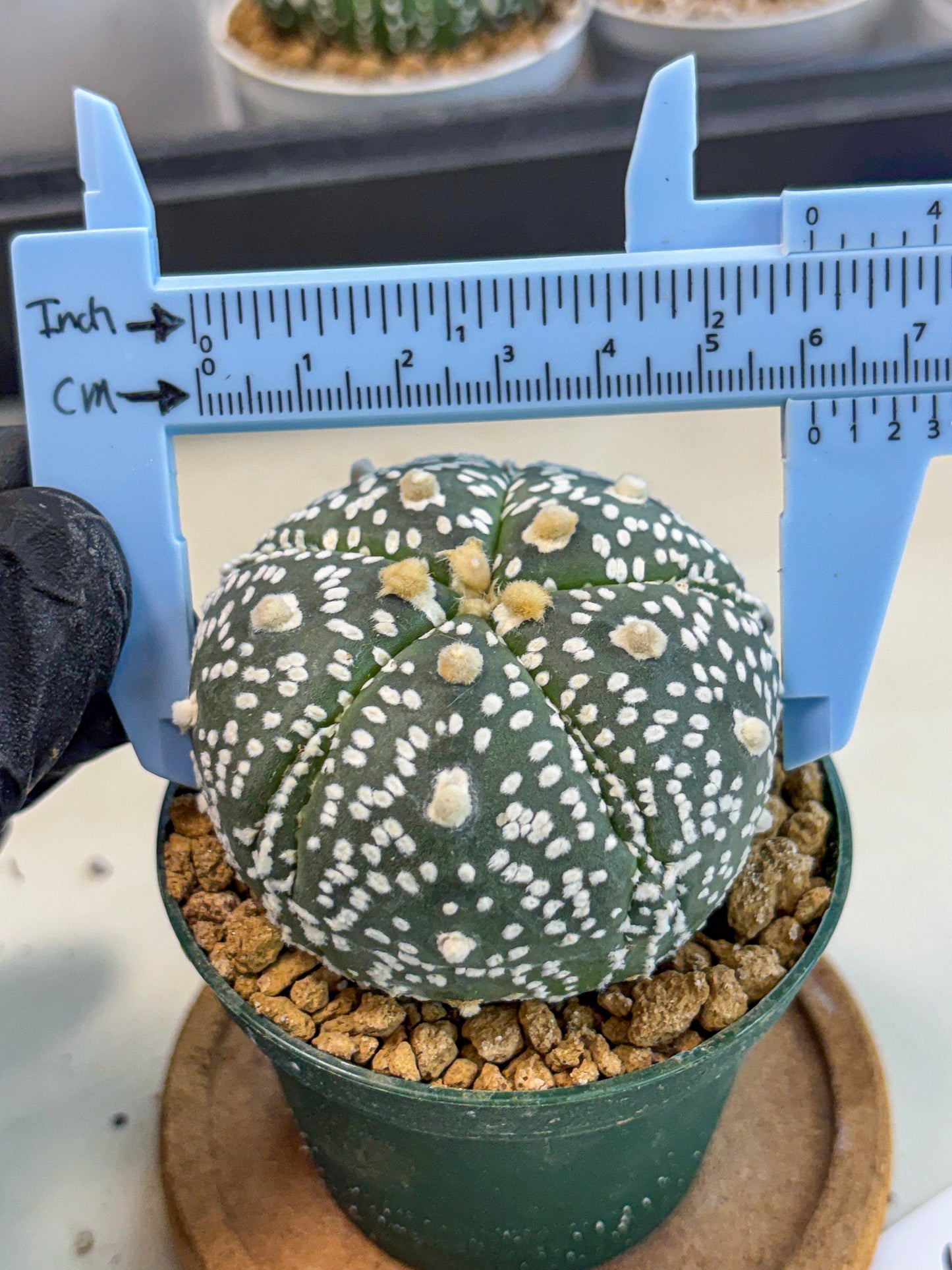 Astrophytum 5-Ribs (at7) (b5) | Living Rocks