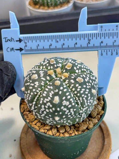 Astrophytum 5-Ribs (at7) (b5) | Living Rocks