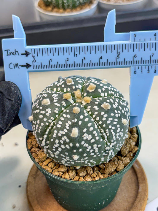 Astrophytum 5-Ribs (at7) (b5) | Living Rocks