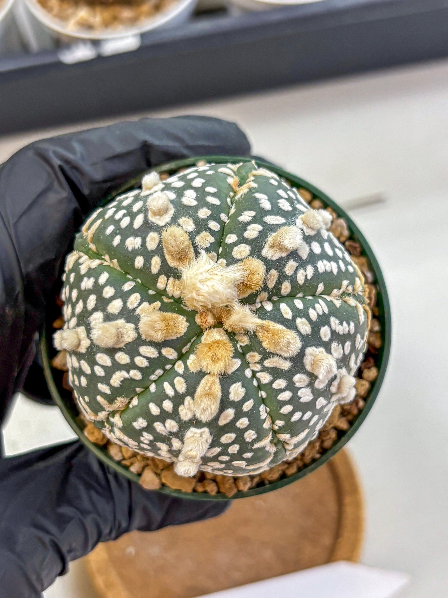 Astrophytum Fukuryu (at8) (13) | Rare Plant | Succulent Cactus