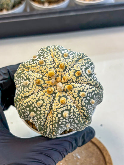 Astrophytum Super Kabuto (at10) (14) | sand dollar cactus
