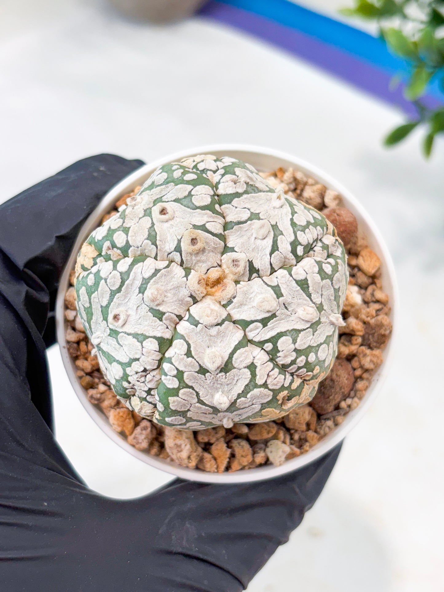 Astrophytum 5-Rib (T11) (y4) | Imported From Taiwan