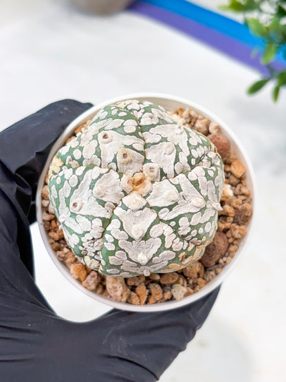 Astrophytum 5-Rib (T11) (y4) | Imported From Taiwan