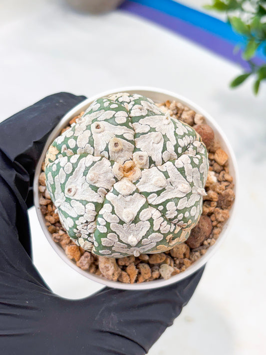 Astrophytum 5-Rib (T11) (y4) | Imported From Taiwan