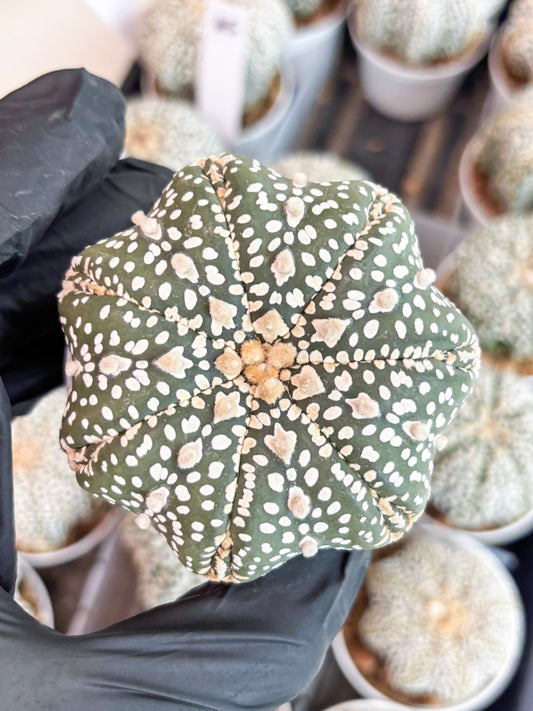 Astrophytum Super Kabuto (t7) (b6) | Imported Plants | 3" Pot