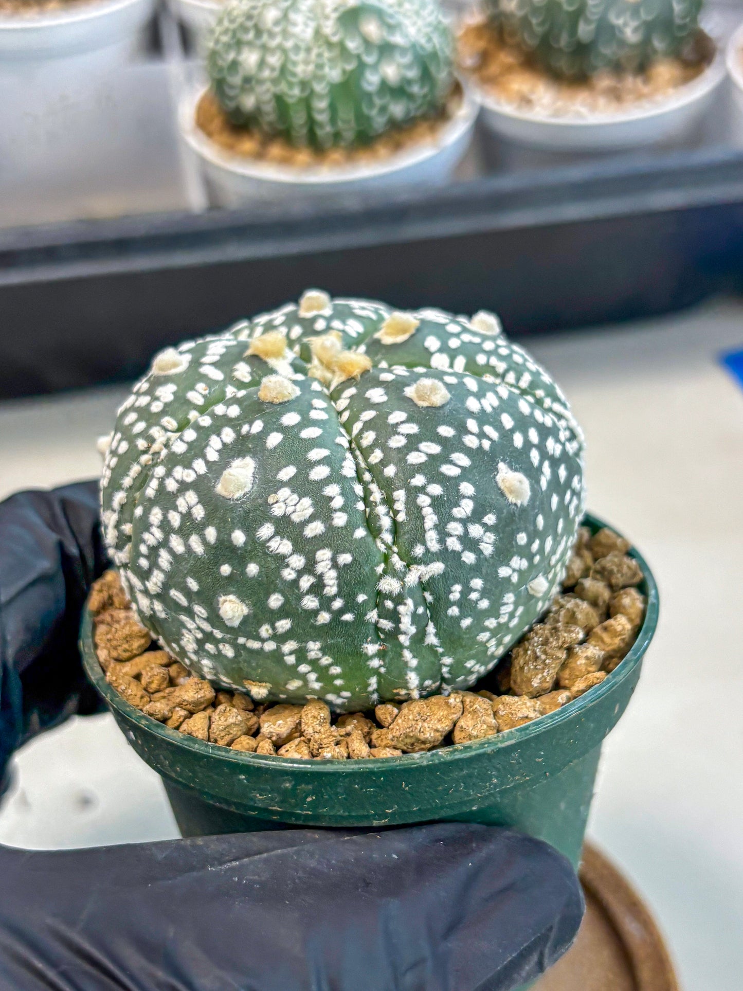 Astrophytum 5-Ribs (at7) (b5) | Living Rocks