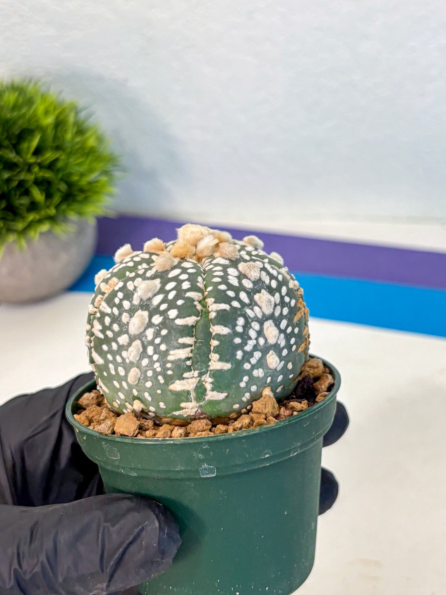 Astrophytum Fukuryu (at8) (13) | Rare Plant | Succulent Cactus